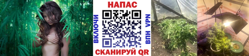 Шишки марихуана OG Kush  наркошоп  Юрга 